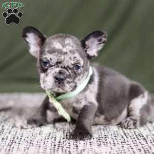 Marshall, French Bulldog Puppy