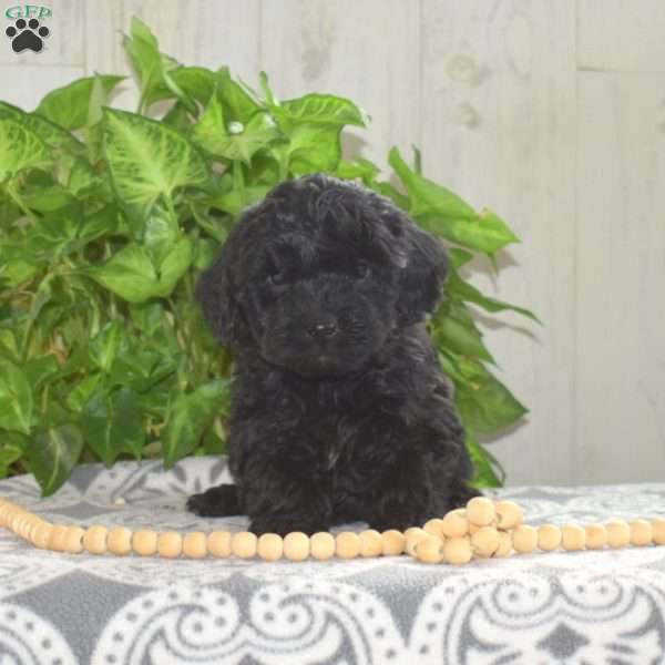 Marshall, Yorkie Poo Puppy