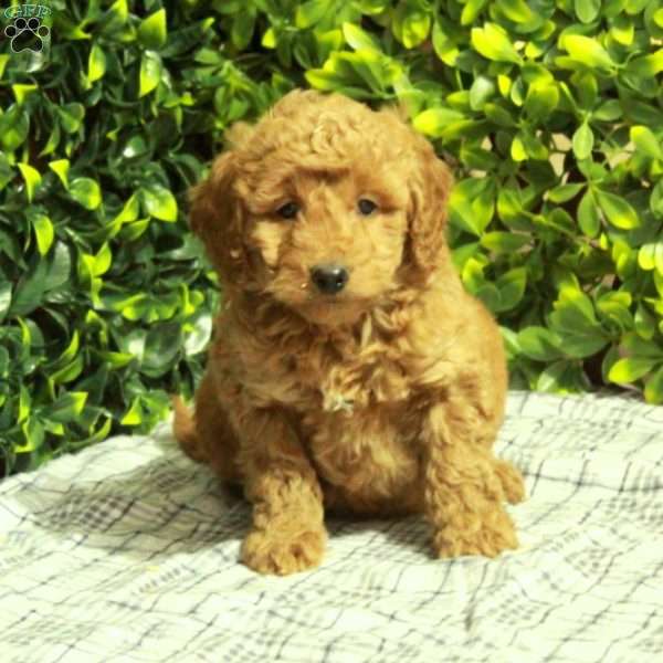 Marshall, Mini Goldendoodle Puppy