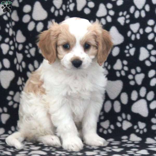 Mason, Cavapoo Puppy