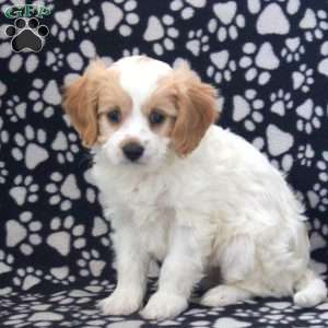 Mason, Cavapoo Puppy