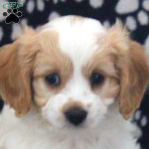 Mason, Cavapoo Puppy