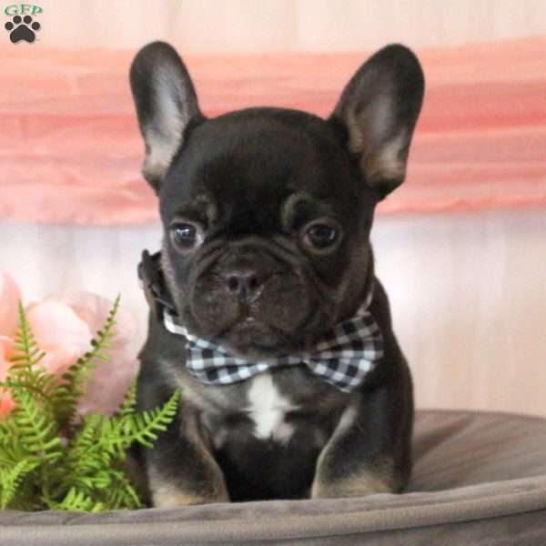 Master Piece, French Bulldog Puppy