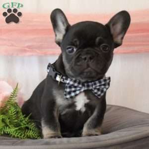 Master Piece, French Bulldog Puppy