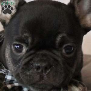 Master Piece, French Bulldog Puppy