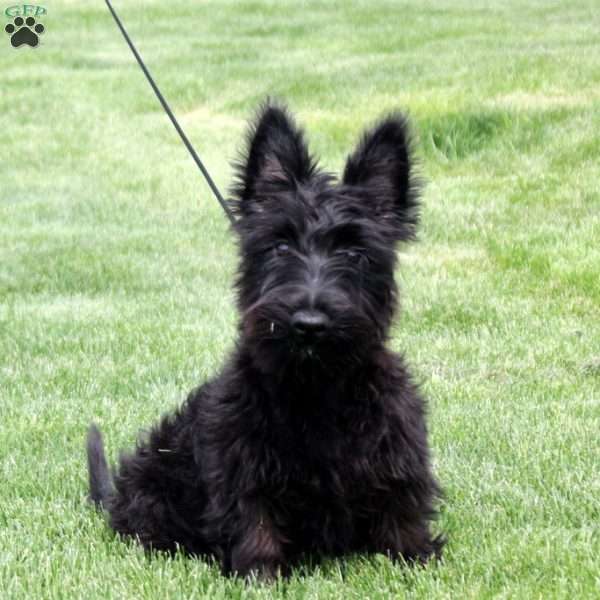 Mavis, Scottish Terrier Puppy