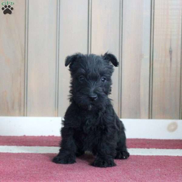 Mavis, Scottish Terrier Puppy