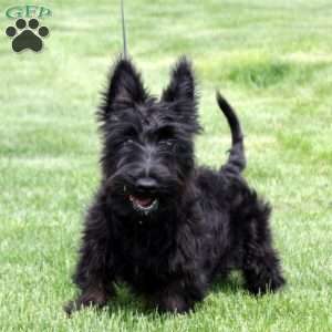 Mavis, Scottish Terrier Puppy
