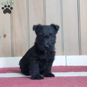 Mavis, Scottish Terrier Puppy