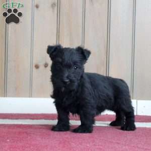 Mavis, Scottish Terrier Puppy