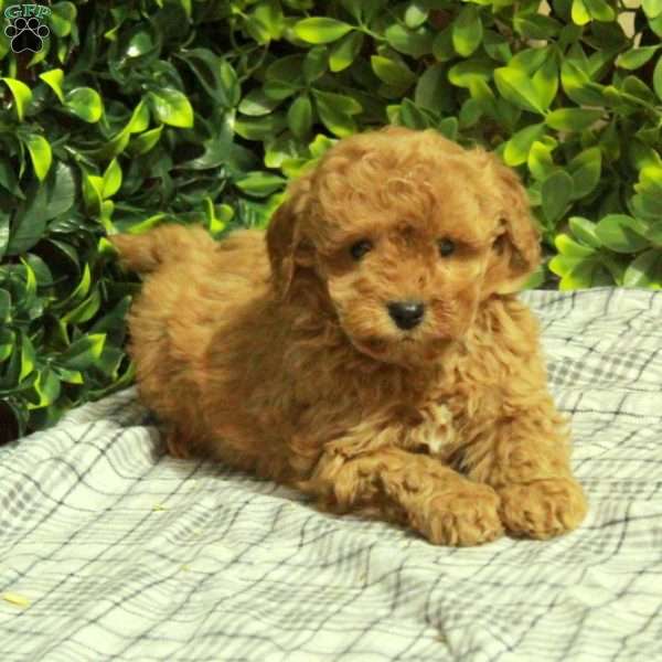 Max, Mini Goldendoodle Puppy