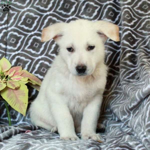 Max, German Shepherd Puppy