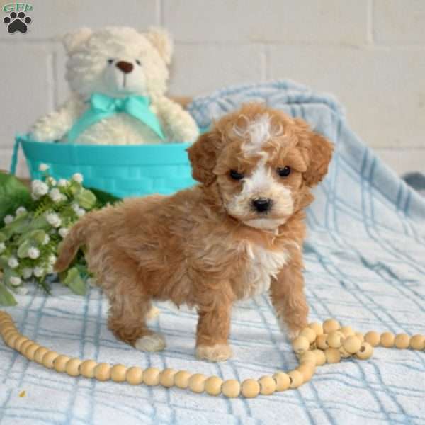 Max, Cavapoo Puppy