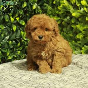 Max, Mini Goldendoodle Puppy