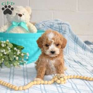 Max, Cavapoo Puppy