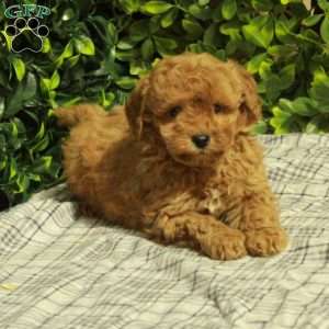 Max, Mini Goldendoodle Puppy