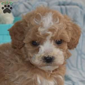 Max, Cavapoo Puppy