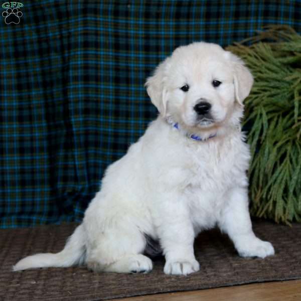 Max, English Cream Golden Retriever Puppy