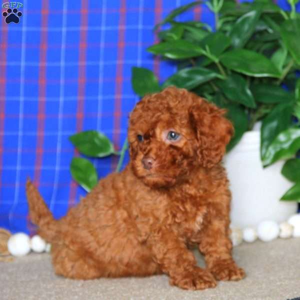 Max, Cockapoo Puppy