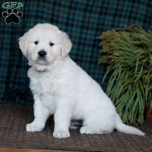 Max, English Cream Golden Retriever Puppy