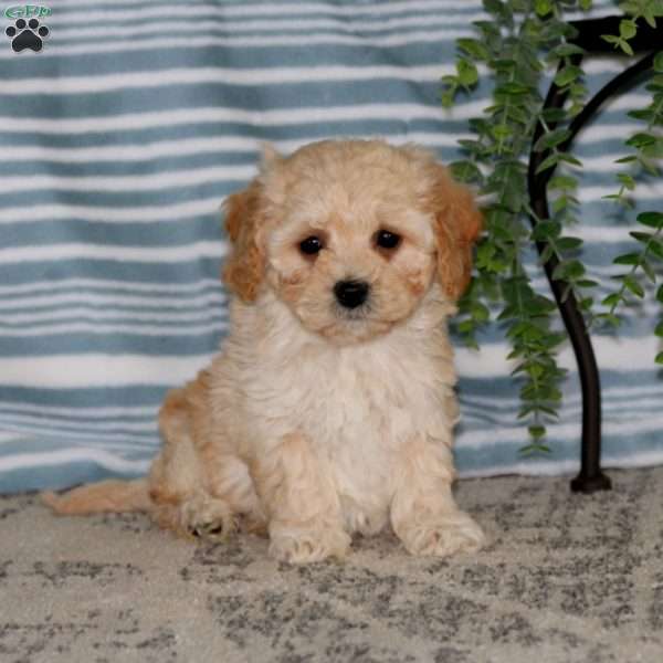 Max, Toy Poodle Mix Puppy