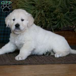 Max, English Cream Golden Retriever Puppy