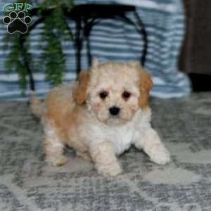 Max, Toy Poodle Mix Puppy