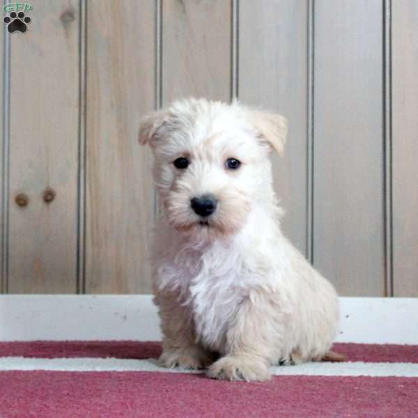 Maxwell, Scottish Terrier Puppy