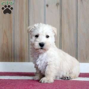 Maxwell, Scottish Terrier Puppy