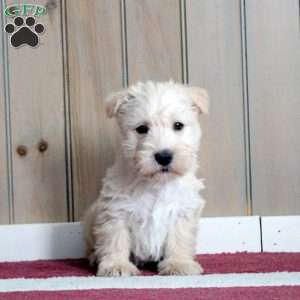 Maxwell, Scottish Terrier Puppy