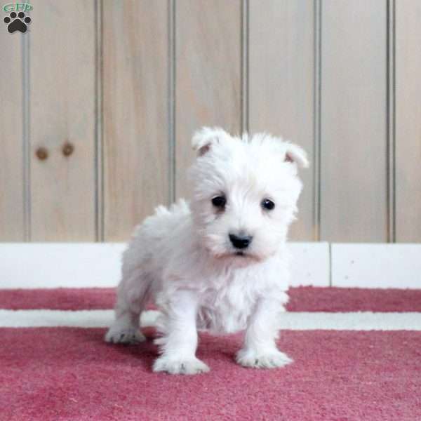 Meekah, Scottish Terrier Puppy