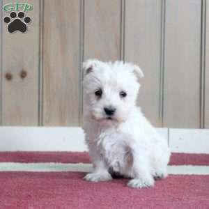 Meekah, Scottish Terrier Puppy