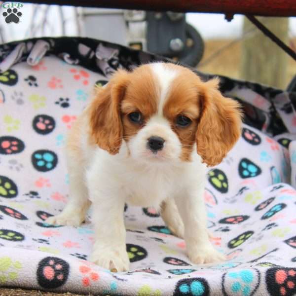 Megan, Cavalier King Charles Spaniel Puppy