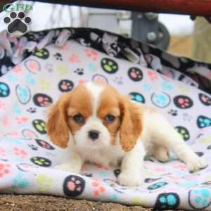 Megan, Cavalier King Charles Spaniel Puppy