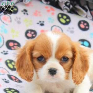 Megan, Cavalier King Charles Spaniel Puppy