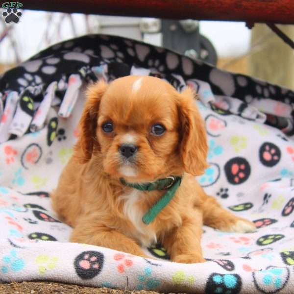 Mel, Cavalier King Charles Spaniel Puppy