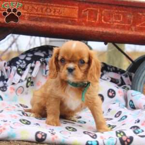 Mel, Cavalier King Charles Spaniel Puppy