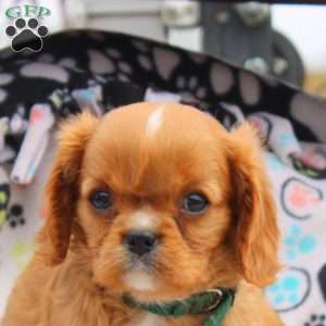 Mel, Cavalier King Charles Spaniel Puppy