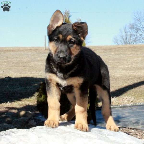 Melania, German Shepherd Puppy