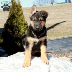 Melania, German Shepherd Puppy