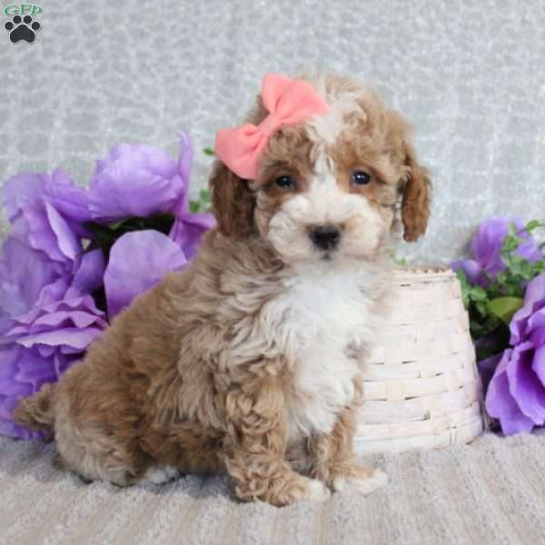 Melanie, Miniature Poodle Puppy