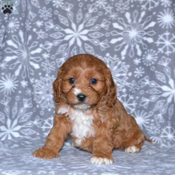 Melanie, Cavapoo Puppy