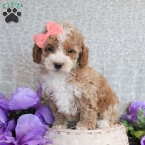 Melanie, Miniature Poodle Puppy