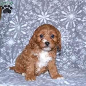 Melanie, Cavapoo Puppy