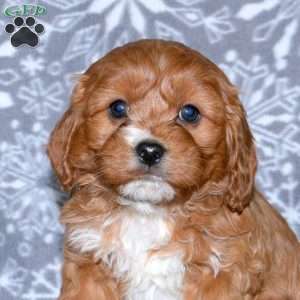 Melanie, Cavapoo Puppy