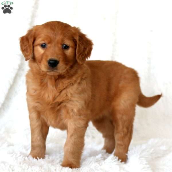 Melanie, Golden Retriever Puppy