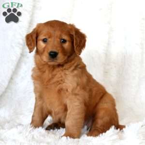 Melanie, Golden Retriever Puppy