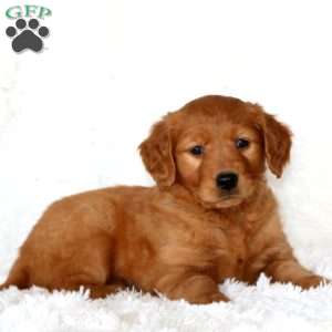 Melanie, Golden Retriever Puppy