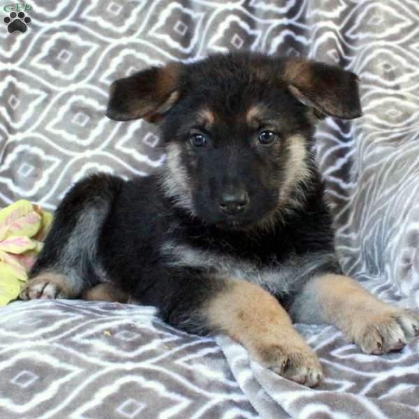 Mento, German Shepherd Puppy