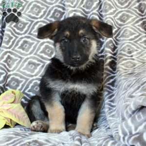 Mento, German Shepherd Puppy